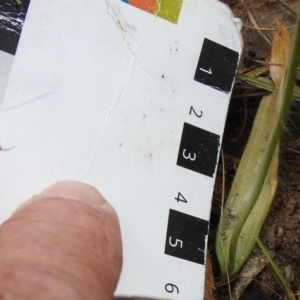 Glossodia major at Paddys River, ACT - 5 Oct 2023