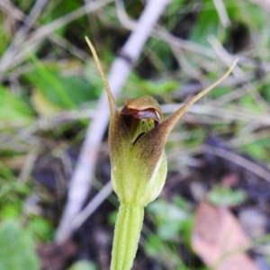 Pterostylis pedunculata at Paddys River, ACT - 5 Oct 2023