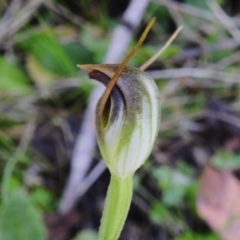 Pterostylis pedunculata at Paddys River, ACT - 5 Oct 2023