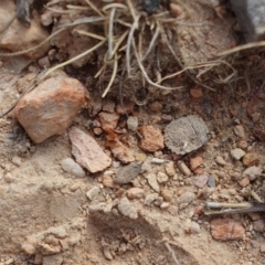 Nerthra sp. (genus) (Toad Bug) at Rugosa - 2 Oct 2023 by SenexRugosus