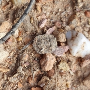 Nerthra sp. (genus) at Yass River, NSW - 2 Oct 2023