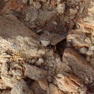 Nerthra sp. (genus) at Yass River, NSW - 2 Oct 2023