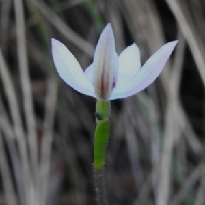 Caladenia carnea at Paddys River, ACT - suppressed