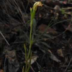 Bunochilus montanus (Montane Leafy Greenhood) at Gibraltar Pines - 5 Oct 2023 by JohnBundock