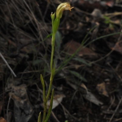 Bunochilus montanus (ACT) = Pterostylis jonesii (NSW) (Montane Leafy Greenhood) at Paddys River, ACT - 5 Oct 2023 by JohnBundock