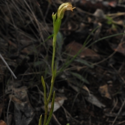 Bunochilus montanus (Montane Leafy Greenhood) at Gibraltar Pines - 5 Oct 2023 by JohnBundock