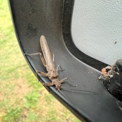 Plecoptera sp. (order) (Unidentified Stone fly) at Berremangra, NSW - 4 Oct 2023 by SimoneC