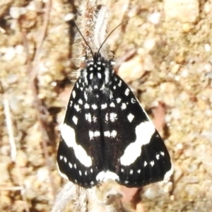 Idalima affinis at Paddys River, ACT - 5 Oct 2023 02:43 PM