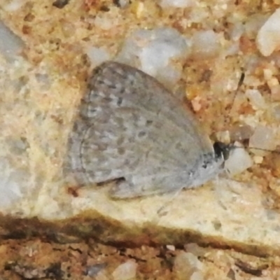 Zizina otis (Common Grass-Blue) at Tidbinbilla Nature Reserve - 5 Oct 2023 by JohnBundock