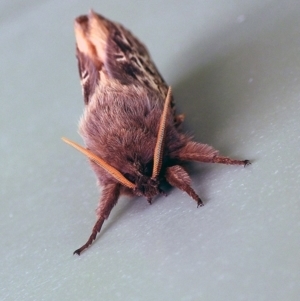 Oxycanus (genus) at Googong, NSW - 11 May 2023