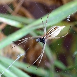 Argiope protensa at Googong, NSW - 4 Feb 2014