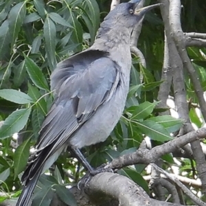 Strepera versicolor at Googong, NSW - 9 Feb 2022