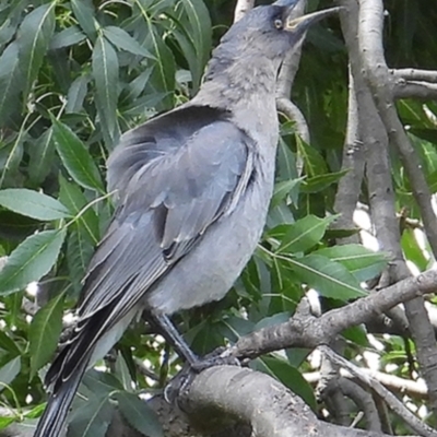Strepera versicolor (Grey Currawong) at Googong, NSW - 9 Feb 2022 by BeerNchips