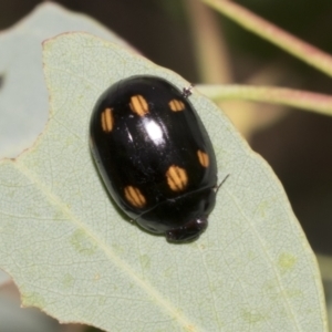 Paropsisterna octosignata at Scullin, ACT - 14 Feb 2023