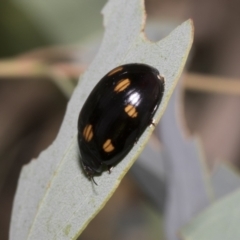 Paropsisterna octosignata at Scullin, ACT - 14 Feb 2023