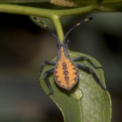 Amorbus alternatus (Eucalyptus Tip Bug) at Scullin, ACT - 13 Feb 2023 by AlisonMilton