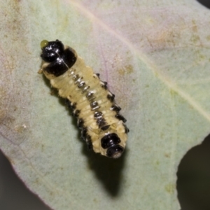 Paropsis atomaria at Scullin, ACT - 14 Feb 2023