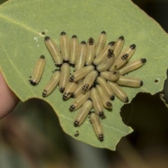 Paropsis atomaria at Scullin, ACT - 14 Feb 2023