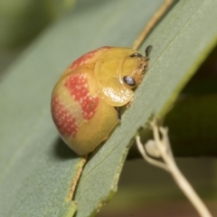 Paropsisterna fastidiosa (Eucalyptus leaf beetle) at Scullin, ACT - 13 Feb 2023 by AlisonMilton