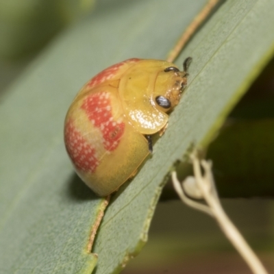 Paropsisterna fastidiosa (Eucalyptus leaf beetle) at Scullin, ACT - 13 Feb 2023 by AlisonMilton