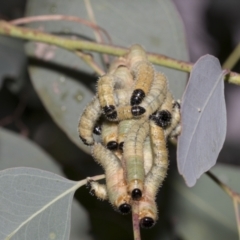 Pergidae sp. (family) (Unidentified Sawfly) at Scullin, ACT - 13 Feb 2023 by AlisonMilton