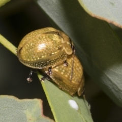 Paropsisterna cloelia (Eucalyptus variegated beetle) at Scullin, ACT - 13 Feb 2023 by AlisonMilton