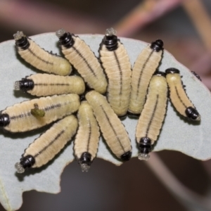 Paropsisterna cloelia at Scullin, ACT - 14 Feb 2023