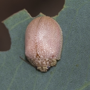 Paropsis atomaria at Fraser, ACT - 14 Feb 2023