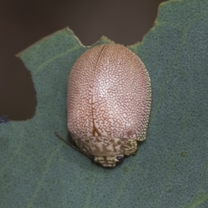 Paropsis atomaria at Fraser, ACT - 14 Feb 2023