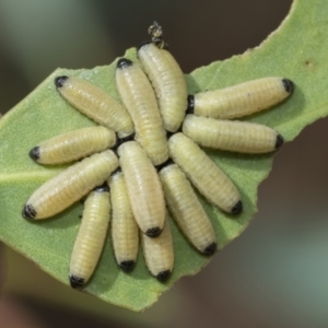 Paropsisterna cloelia at Fraser, ACT - 14 Feb 2023