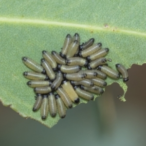 Paropsisterna cloelia at Fraser, ACT - 14 Feb 2023