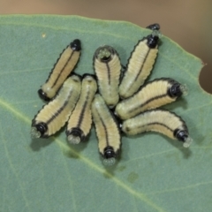 Paropsisterna cloelia at Fraser, ACT - 14 Feb 2023