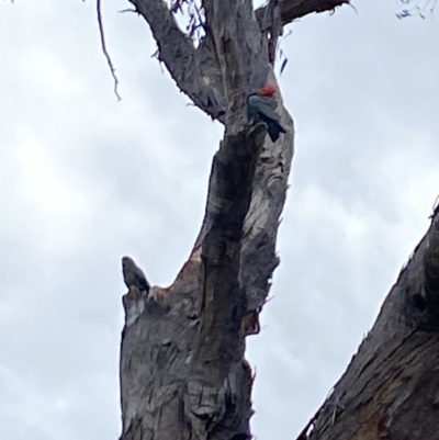 Callocephalon fimbriatum (Gang-gang Cockatoo) at Aranda, ACT - 26 Sep 2023 by Jubeyjubes