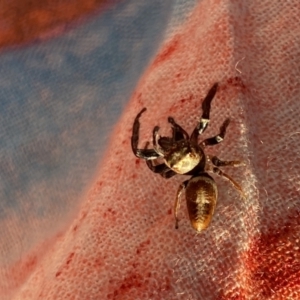 Opisthoncus nigrofemoratus at Aranda, ACT - 1 Oct 2023