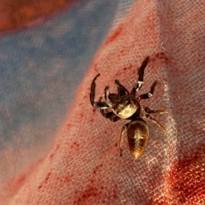 Opisthoncus nigrofemoratus (Black-thighed jumper) at Aranda, ACT - 1 Oct 2023 by Jubeyjubes