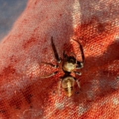 Opisthoncus nigrofemoratus at Aranda, ACT - 1 Oct 2023