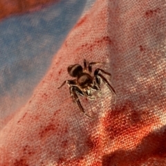 Opisthoncus nigrofemoratus at Aranda, ACT - 1 Oct 2023