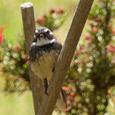 Rhipidura albiscapa (Grey Fantail) at Braemar, NSW - 26 Sep 2023 by Curiosity