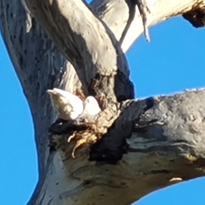 Cacatua galerita (Sulphur-crested Cockatoo) at O'Malley, ACT - 6 Oct 2023 by Mike