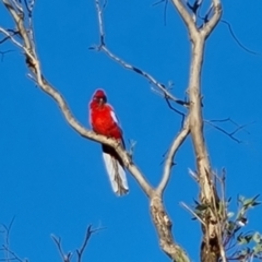 Platycercus elegans (Crimson Rosella) at O'Malley, ACT - 5 Oct 2023 by Mike