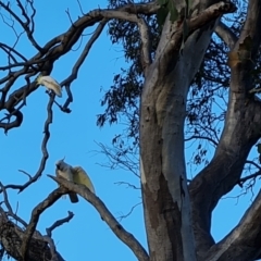 Cacatua galerita (Sulphur-crested Cockatoo) at O'Malley, ACT - 5 Oct 2023 by Mike