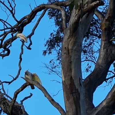 Cacatua galerita (Sulphur-crested Cockatoo) at O'Malley, ACT - 6 Oct 2023 by Mike