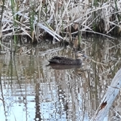 Anas superciliosa (Pacific Black Duck) at O'Malley, ACT - 5 Oct 2023 by Mike