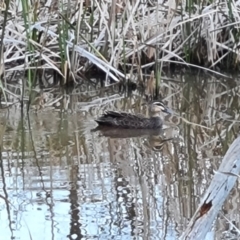 Anas superciliosa (Pacific Black Duck) at O'Malley, ACT - 6 Oct 2023 by Mike