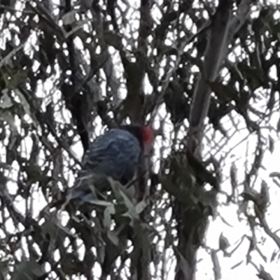 Callocephalon fimbriatum (Gang-gang Cockatoo) at O'Malley, ACT - 5 Oct 2023 by Mike