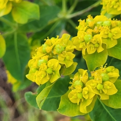 Euphorbia oblongata (Egg-leaf Spurge) at Strathnairn, ACT - 5 Oct 2023 by trevorpreston