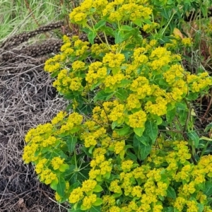 Euphorbia oblongata at Strathnairn, ACT - 5 Oct 2023