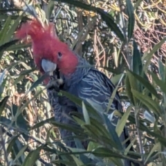 Callocephalon fimbriatum (Gang-gang Cockatoo) at Phillip, ACT - 5 Oct 2023 by stofbrew