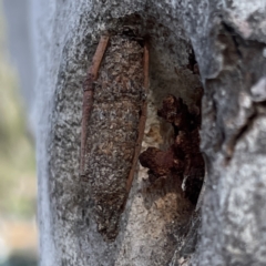 Trigonocyttara clandestina (Less-stick Case Moth) at Russell, ACT - 5 Oct 2023 by Hejor1