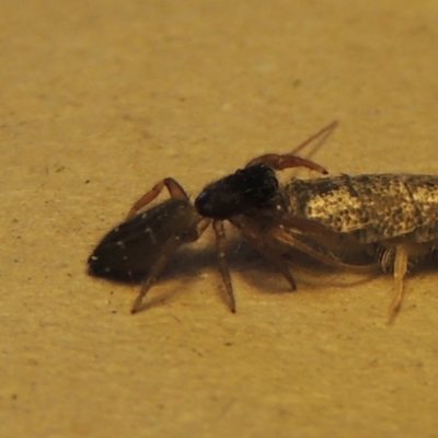 Holoplatys invenusta (Jumping spider) at Pollinator-friendly garden Conder - 21 Apr 2023 by michaelb